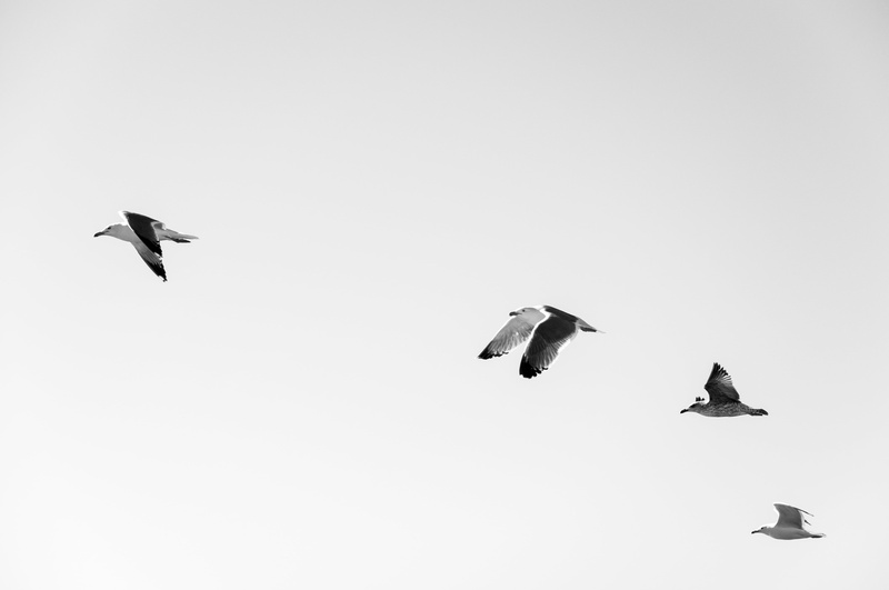 no people, 4K, seagulls, bird, migrating, vertebrate, spread wings, sky, white, group Of Animals, flying, animal Wing, nature, low angle view, copy space