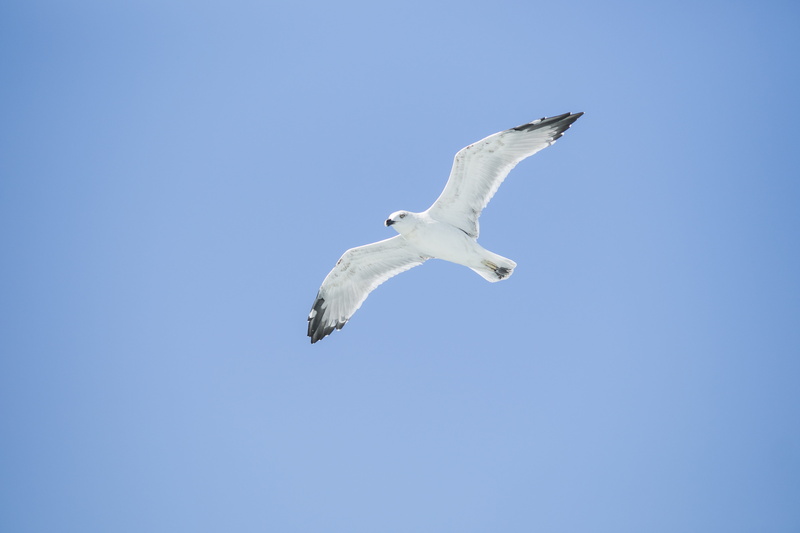 landscape, unbelievable, season, live, birds, animal wing, peace, mid-air, 5K, great, selective focus, environmental, backgrounds, photography, to migrate