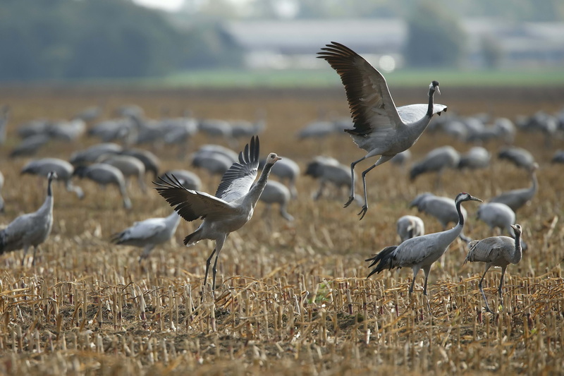 beak, spread wings, vertebrate, no people, blue, flock Of Birds, flock, white, outdoors, wildlife, 5K, focus on foreground, large group of animals, migrating