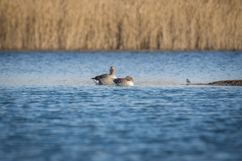 waterfront, animal family, wildlife Reserve, selective focus, swimming, animal themes, nature, summer, animal wildlife, outdoors, landscape, group Of Animals