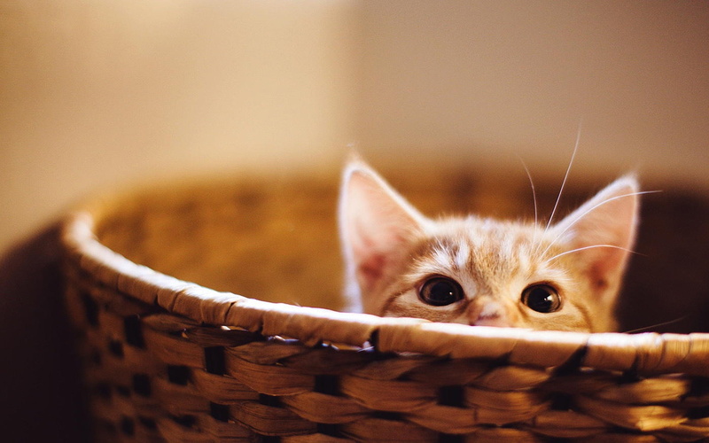 Cute, Basket, tabby, brown, 1080P, Hidden, Kitten