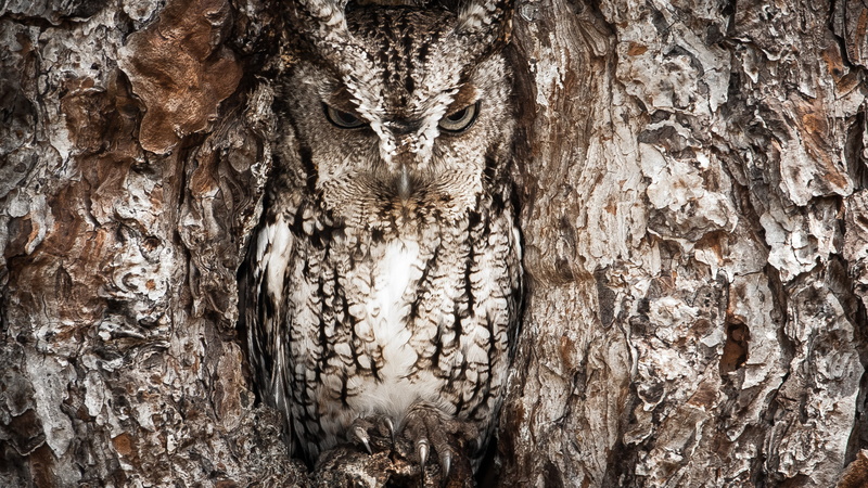 Hidden, Funny, Owl, Masking, 4k, Tree, 4K, National Geographic