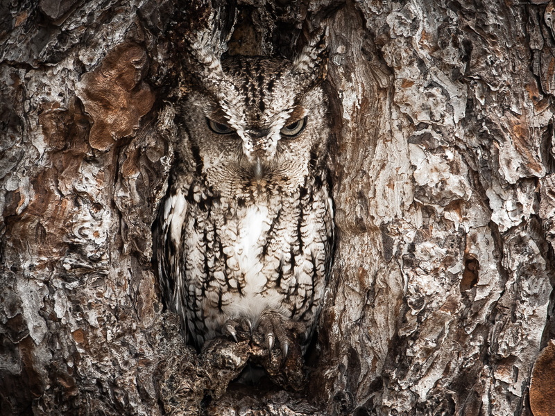 Owl, Tree, Hidden, National Geographic, 4k, 2K, Funny, Masking