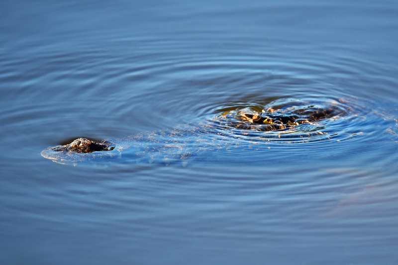 disappearing crocodile, rippled, marine, animal body part, one animal, 2K, yorkeys knob, nature, david clode, motion, crocodile, vertebrate, australia