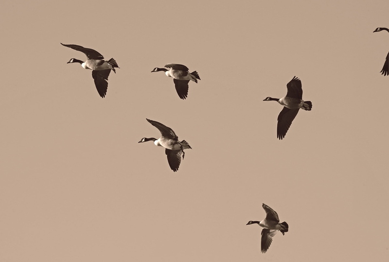 outdoors, low angle view, flying, migratory, animal wildlife, freshwater bird, animal, 1080P, mid-air, geese, migrate, day, seagull, jumping, flock, group of animals