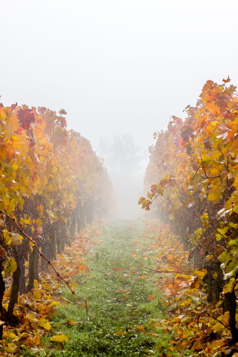 autumn collection, change, 1080P, nature, winegrowing, beauty in nature, plant, grass, vineyard, tree, green, autumn, growth, fall, white, fog, copy space