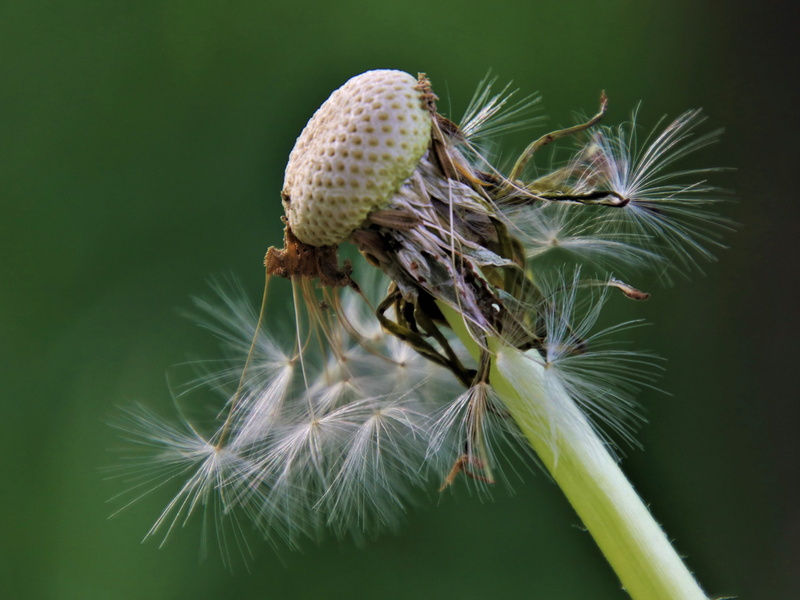 disappeared, seeds, outdoors, rozwineły with, down, dandelion, www, vulnerability, focus on foreground, close-up, flower, dandelion seed, fluffy, green