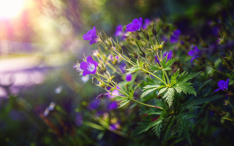2K, leaves, processing, flowers