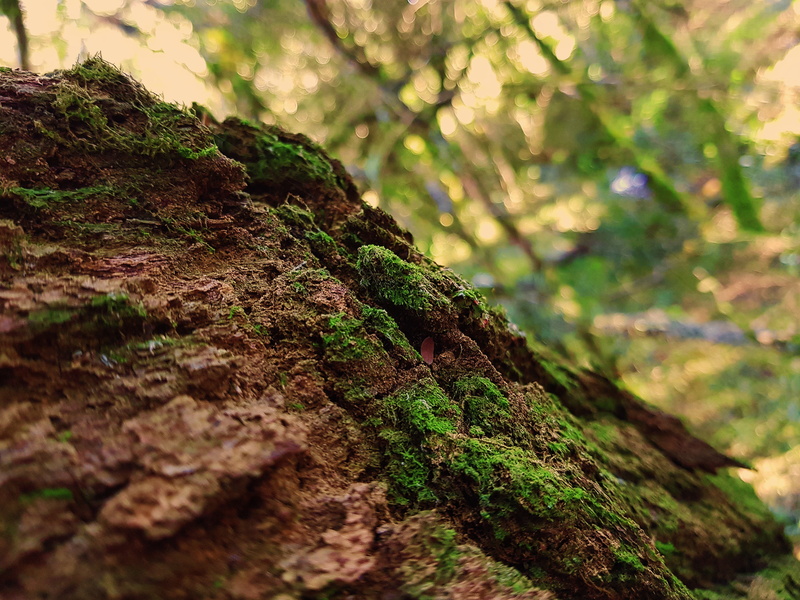 Processed With VSCO With Oak1 Preset, tree, lichen, green color, no people, rough, forest, focus on foreground, tree trunk, beauty in nature, outdoors