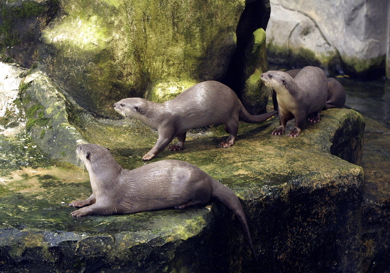 1080P, rocks, hd, mossy, 3 otters, little, art, otters, animals, mossy rocks, river