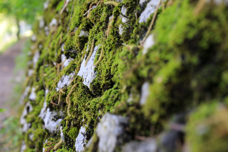 green color, rock - object, tree, moss rock, outdoors, covering, green, surface level, moss stone, rock, 5K, moss, growth, lichen, day, plant, focus on foreground