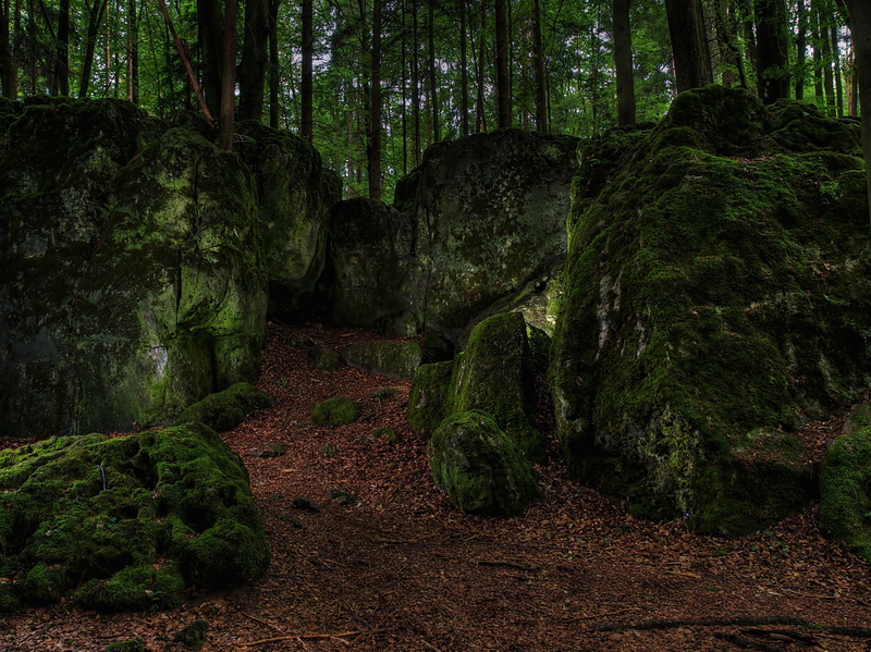 forest, day, 1080P, non-urban scene, mossy, tree trunk, rainforest, druid grove, moss, scenics - nature, covered, outdoors, beauty in nature, trunk, tranquil scene