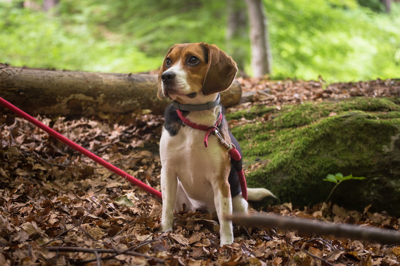 hound, little, adorable, land, day, black, stick - plant part, collar, pet leash, animal themes, grass, breed, no people, wood, puppy, pedigree, dog, looking away