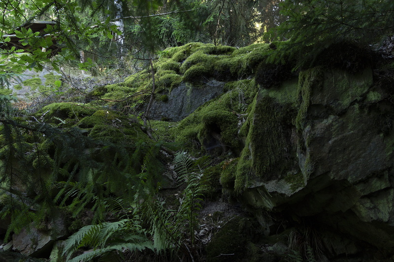 moss, forest, day, tree trunk, flora, mossy, rocks, photo, lush foliage, growth, rock, landscape, green color, beauty in nature, outdoors, foliage, tranquil scene