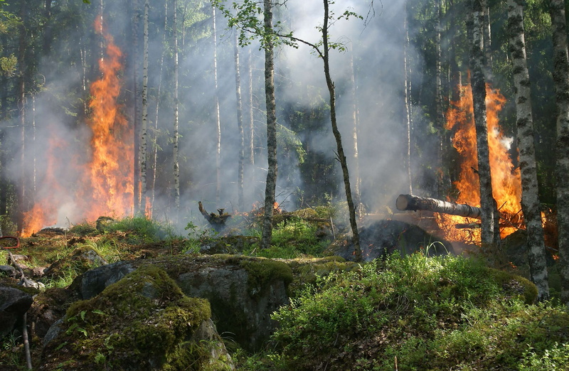 day, woods, public domain images, heat - temperature, no people, fire - natural phenomenon, log, forest fire, burning, tree, fire, destruction, air pollution