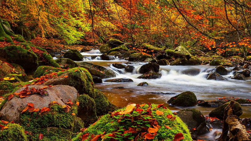 blurred motion, solid, flowing water, mossy, river, running water, autumn, long exposure, landscape, plant, beauty in nature, flowing, idyllic, water, moss
