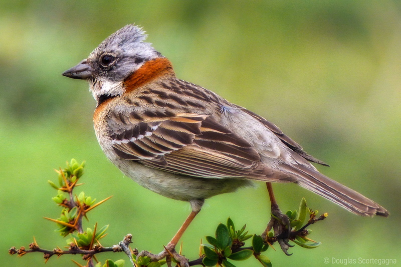 up  close, outdoor, Rufous  collared  sparrow, 2K, robin, bird, explore, zoom, tico tico, brown robin, animal, patagonia, nature, puerto natales, close up