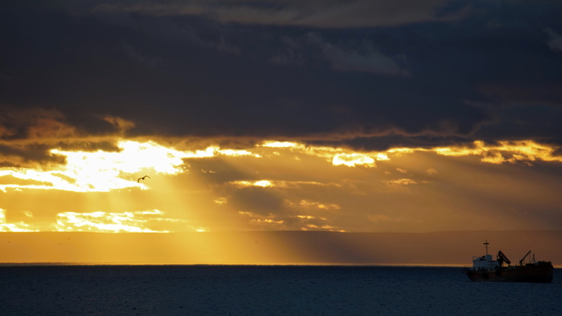 seagull, sunlight, chile, oil industry, outdoors, scenics - nature, horizon, sunrise, ocean, rays, cloud - sky, punta arenas, horizon over water, sky, nautical vessel