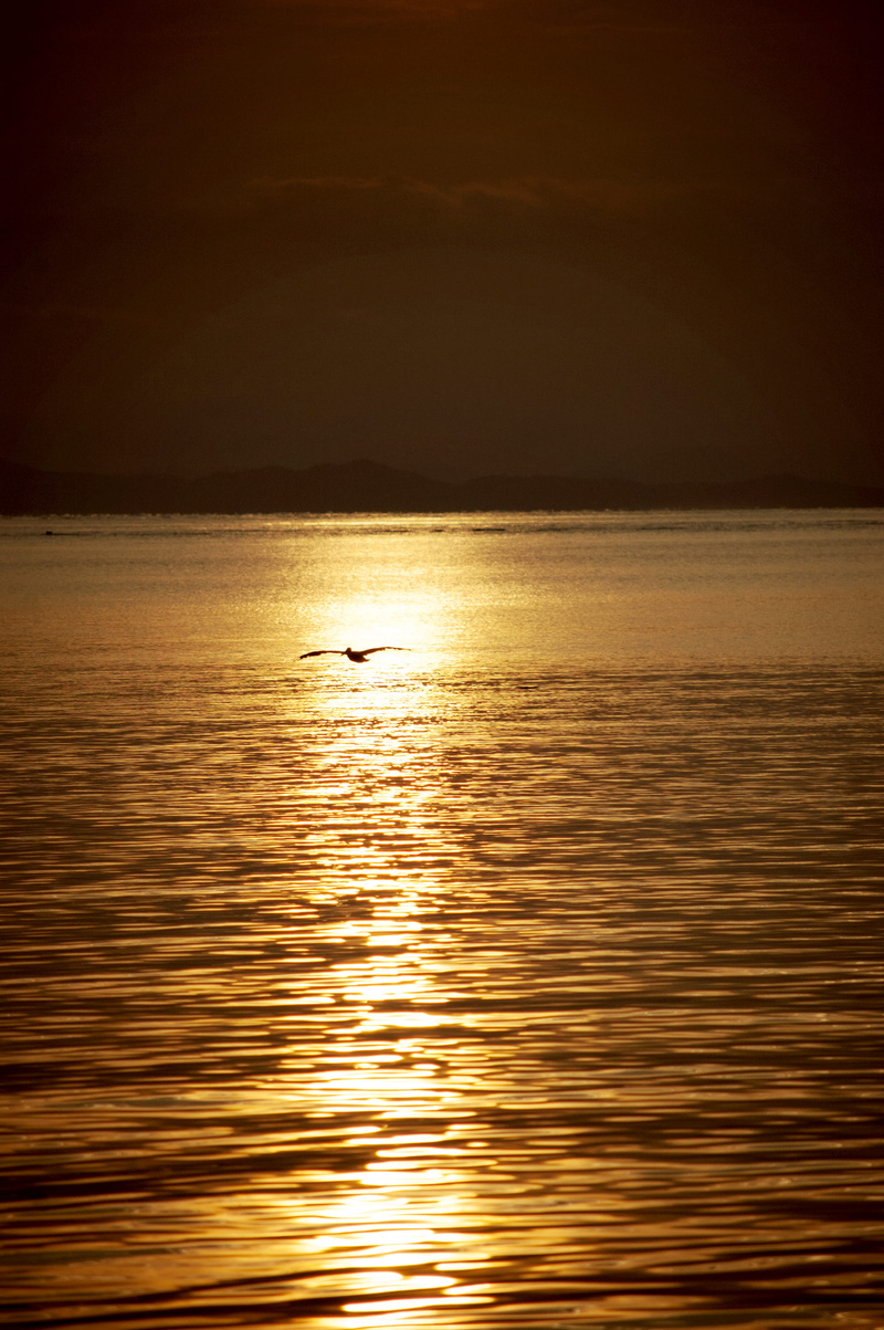 reflection, scenics - nature, animal wildlife, vertebrate, tranquility, pelican, punta arenas, animals in the wild, animal, animal themes, no people, tranquil scene