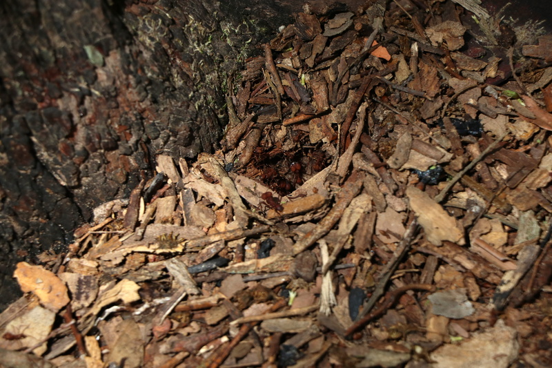 wood - material, land, messy, forest, change, plant part, textured, brown, leaves, dry, leaf, field, bark, plant, close-up, rough, cachoeira da velha, selective focus
