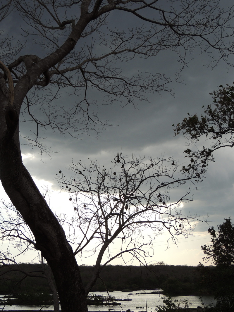 tree trunk, scenics - nature, trunk, tranquil scene, cachoeira do urubu, sky, plant, growth, low angle view, branch, bare tree, sunset, silhouette, water