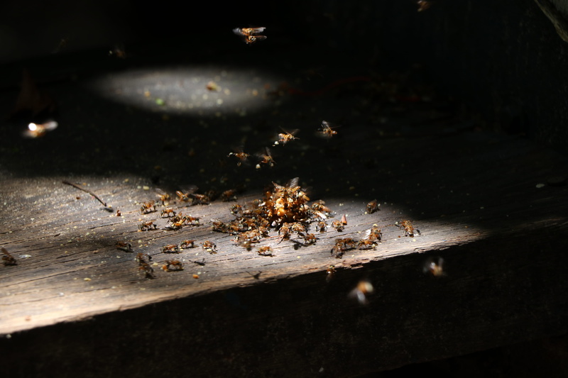 tree, invertebrate, surface, bees, group of animals, brown, wok, falling, frying pan, selective focus, wood - material, 5K, focus, brazil, cachoeira da velha
