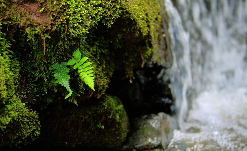 cachoeira, 1080P, tree, plant, growth, motion, forest, folhas, water, green color, flowing water, waterfall, focus on foreground, Nature, leaf, Waterfalls