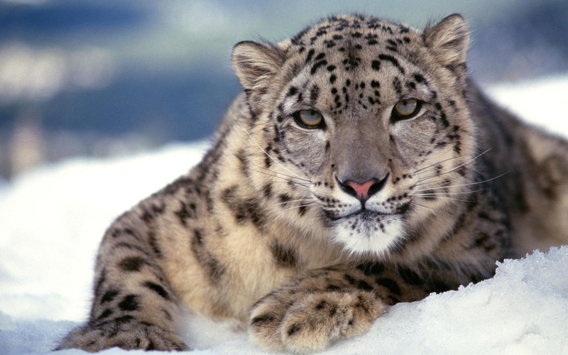 scary, snow, leopard, 1080P, tigers