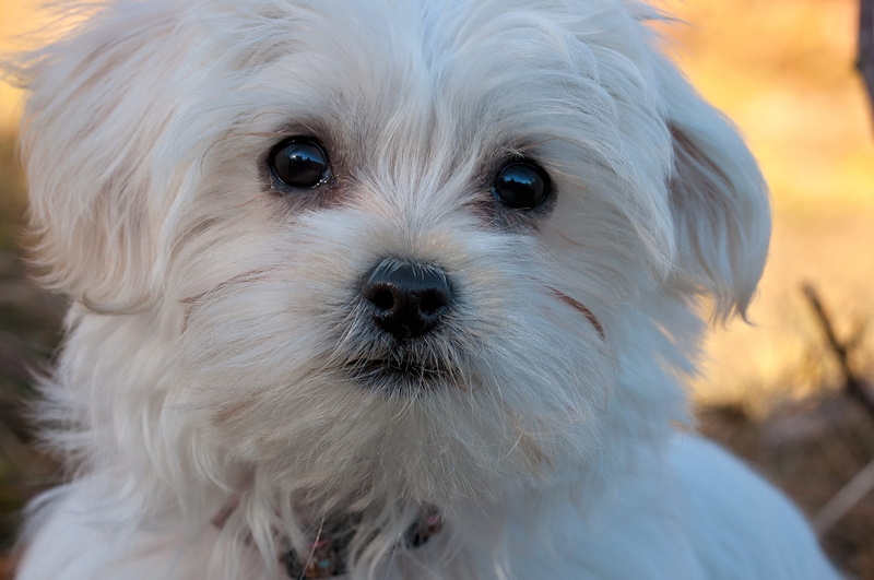 one animal, maltese, mammal, photo, portrait, daytime, white, canine, no people, domestic, puppy, close-up, animal head, dog, close, sweet, animal nose