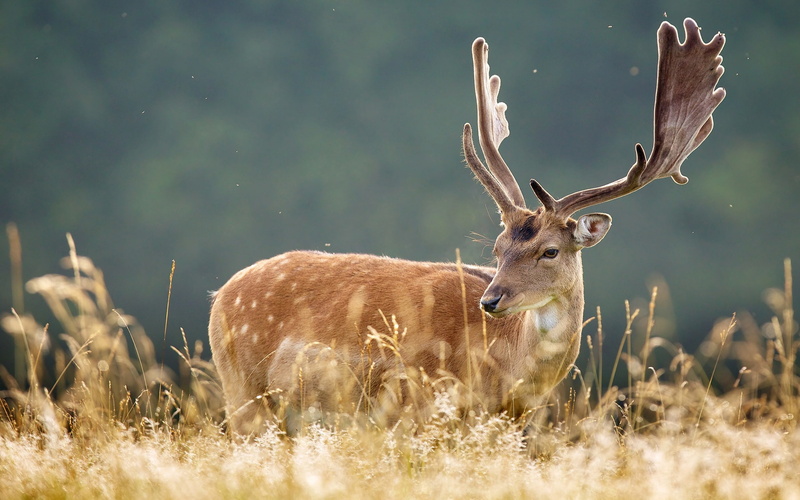 1080P, Nature, Prairie, Deer