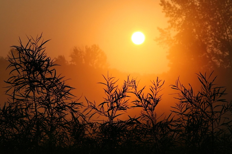 1080P, desert, 3d and abstract, fire, prairie, bushes
