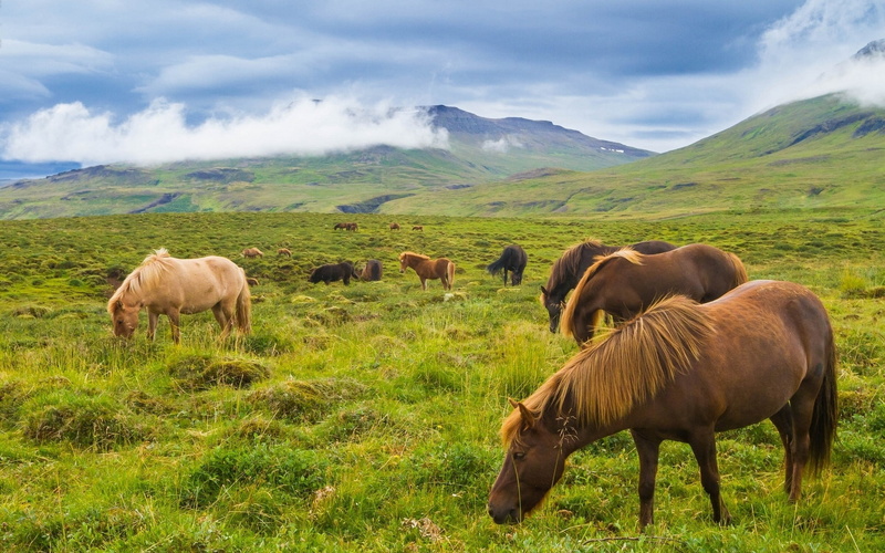 Mountain, Horse, Prairie, 1080P, Iceland