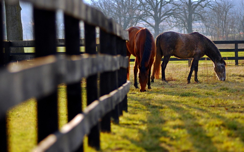prairie, field, horses, animals, fence, 1080P, prairie grassland, grazing, sunlight, couple