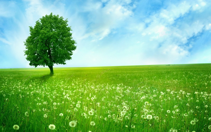 Spring, 1080P, Tree, Prairie