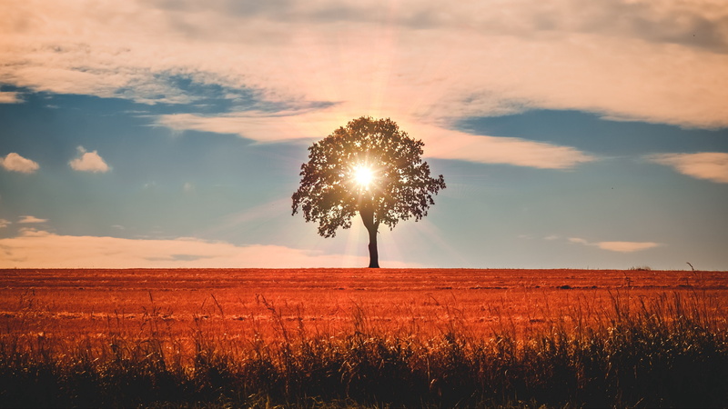 sun, sky, 4K, sunset, calm, field, horizon, plain, morning, tree, cloud, atmosphere, evening, sunlight, lone tree
