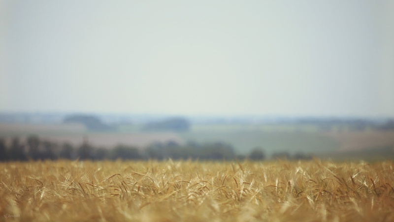 beauty in nature, sky, prairie, rural scene, environment, nature, landscape, growth, outdoors, cereal plant, field, yellow, plant, tranquility, summer