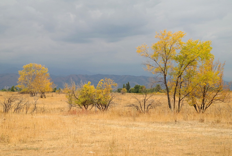 non-urban scene, scenics - nature, tree, trees, prairie, tranquil scene, environment, beauty in nature, growth, sky, semi-arid, tranquility, cloud - sky
