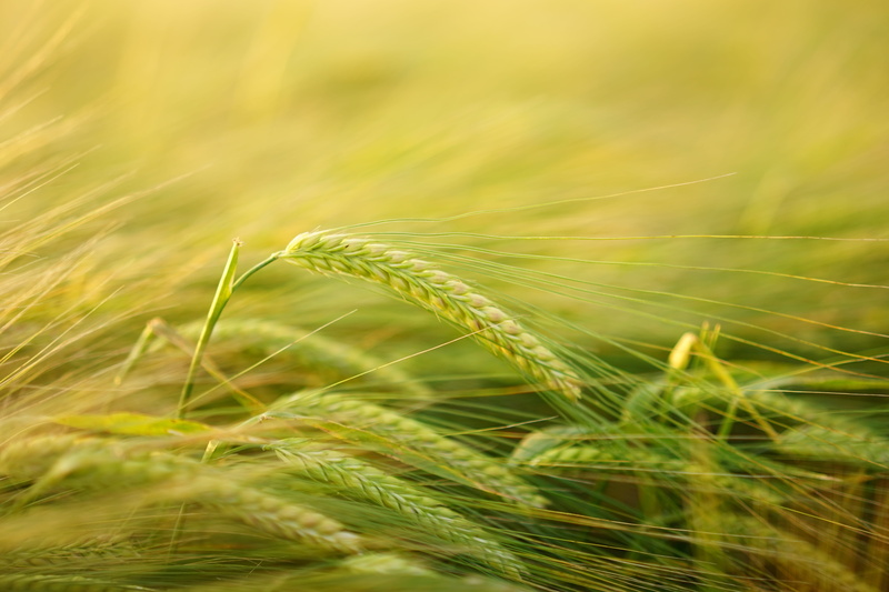 barley field, cereal plant, stengel, ear, farm, wheat, food, barley cultivation, cereals, plant, grass, land, cornfield, getreideanbau, green color, hordeum licorice