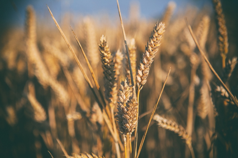 no People, outdoors, rye - Grain, England, food and drink, backgrounds, non-Urban Scene, nature, yellow, summer, Kent, food, ripe, Wheat field, sky, rural Scene