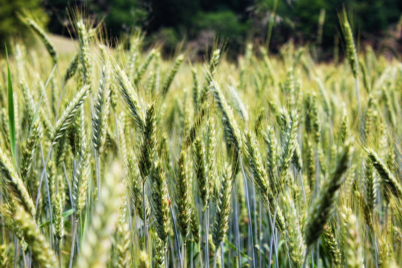 nature, close-up, backgrounds, cereals, beauty in nature, wheat field, land, barley field, meadow, grain, wheat, growth, no people, plant, food, farm, selective focus