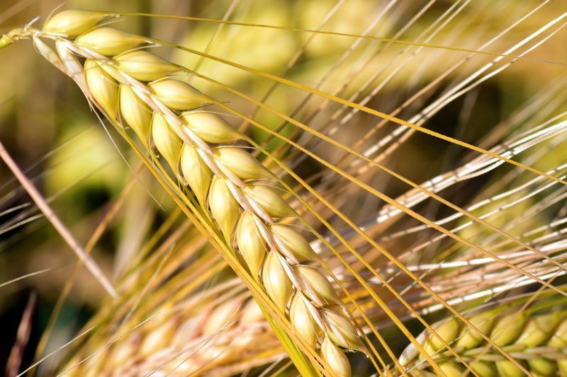 day, no People, farm, summer, close, barley field, harvesting, plant, cereal Plant, land, focus on foreground, wheat, Cereals, bread, brown, barley, selective focus