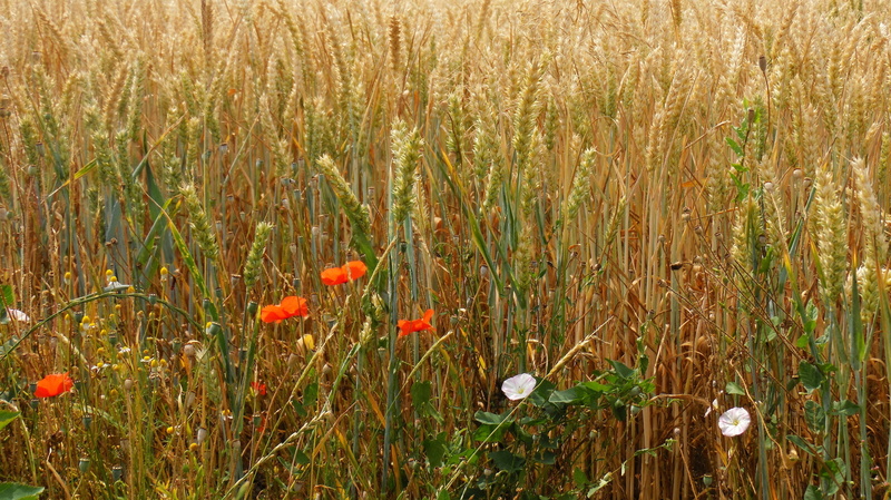 spike, Wheat Field, flower, no people, tranquility, cereals, freshness, poppy, flowering plant, red, close-up, outdoors, 4K, nature, day, wheat, Cornfield