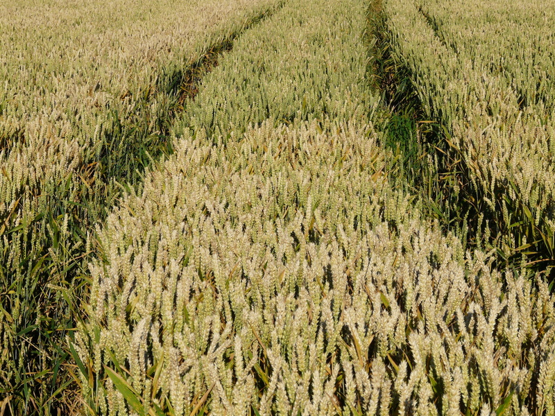 growth, poaceae, crop, cereal plant, beauty in nature, Cornfield, rural scene, green color, scenics - nature, Agriculture, wheat, landscape, nature, infrastructure