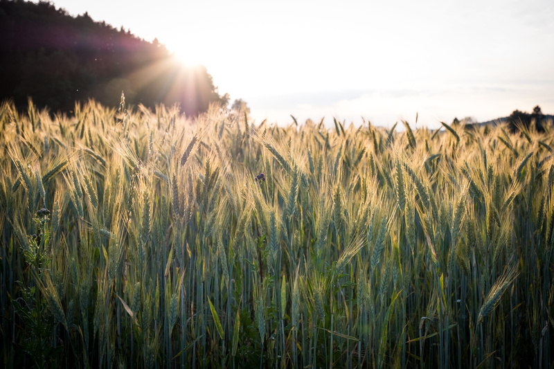 beauty in nature, sun, farm, ear, spike, summer, food, lens flare, environment, cereals, sunny, growth, plant, golden yellow, cornfield, staple food, sky