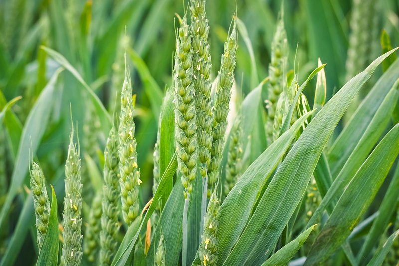 nature, 4K, green, wheat field, food, outdoors, backgrounds, day, spike, plant part, wheat, land, growth, grain fields, plant, grain, no people, leaf