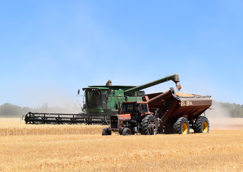 land vehicle, day, nature, outdoors, wheat, farmer, occupation, farm, field, 5K, landscape, cereal, copy space, agriculture, rice, transportation, rural scene