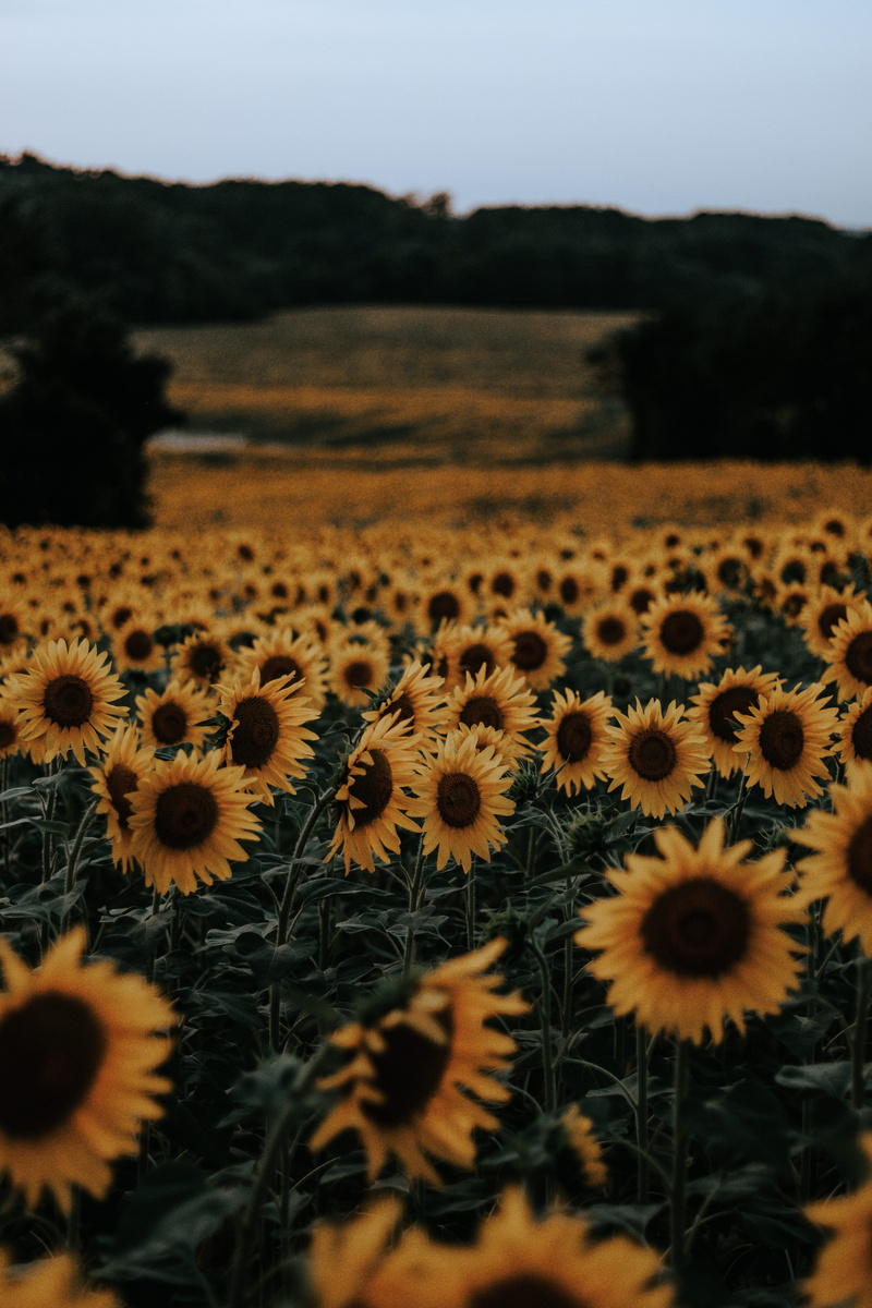 #color, green Color, cloud - Sky, nature, field, environment, #mood, scenics, land, sunflowers, agriculture, blue, bed, landscaped, outdoors, #landscape