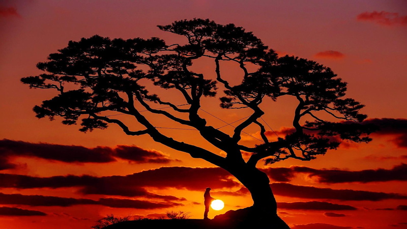 outdoors, sky, touch, firmament, tranquil scene, trunk, tranquility, growth, low angle view, tree, non-urban scene, romantic sky, man, sunset, no people