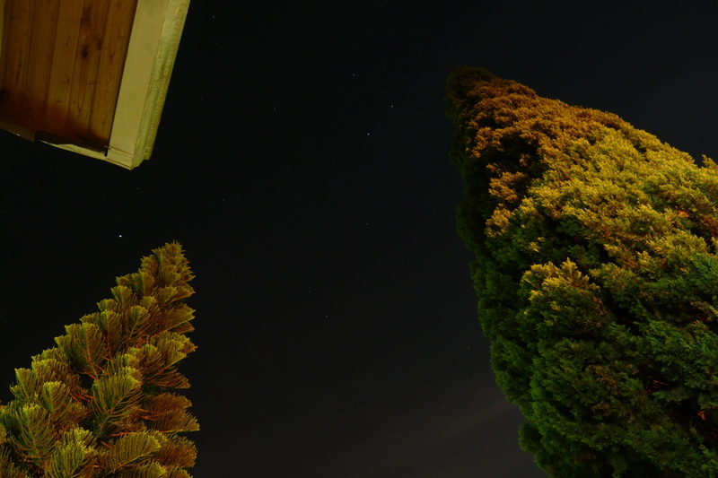 Backyard, Night, firmament, Sky, Tree, close-up, 2K, plant part, night, no people, Lights, water, beauty in nature, green color, nature, constellations