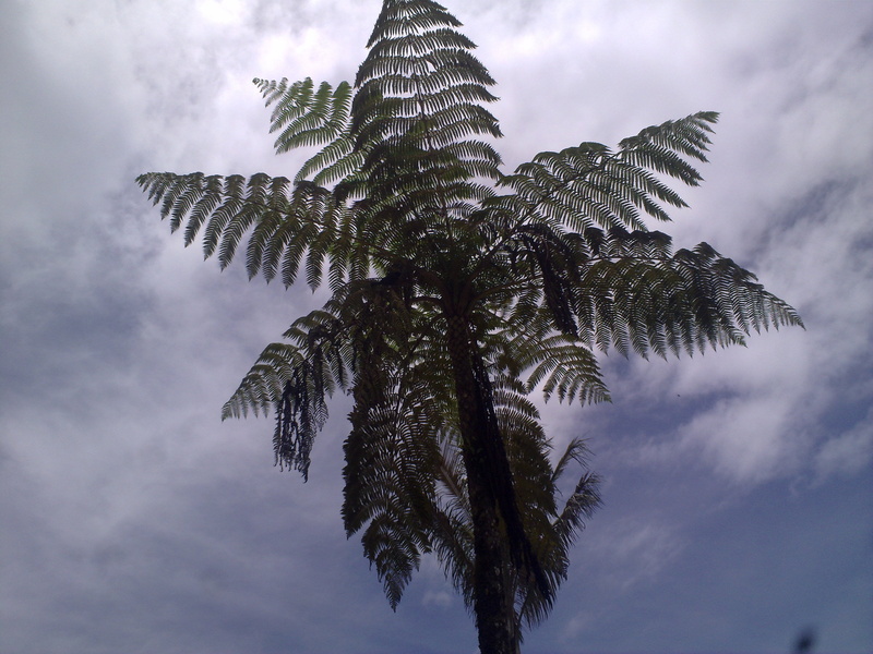 2K, tranquility, fern, palm leaf, beauty in nature, tranquil scene, green color, outdoors, sky, firmament, cloud - sky, day, leaf, plant, dusk, tropical climate